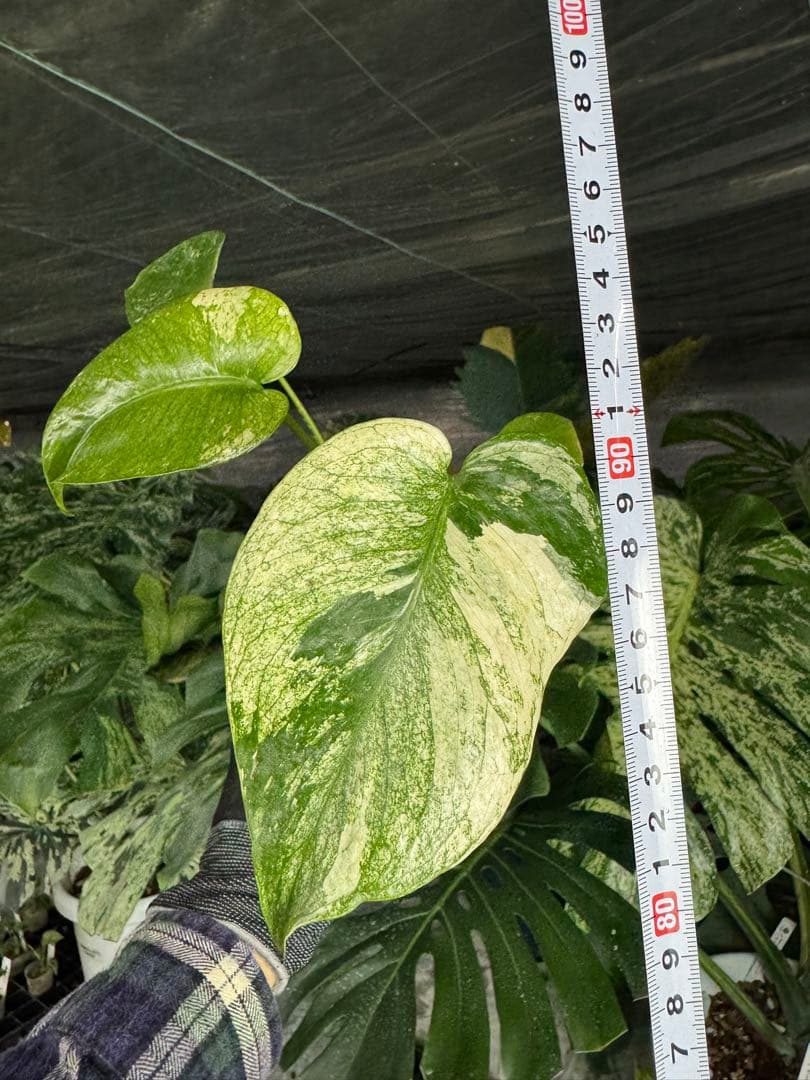 6モンステラ　デリシオーサ　ミントトリカラー　三色斑入り