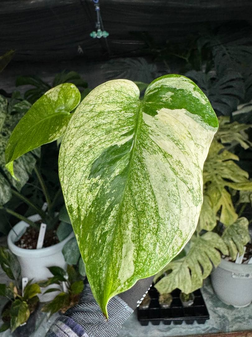 6モンステラ　デリシオーサ　ミントトリカラー　三色斑入り
