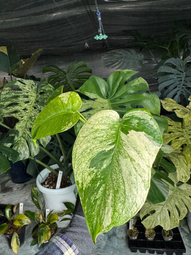 6モンステラ　デリシオーサ　ミントトリカラー　三色斑入り