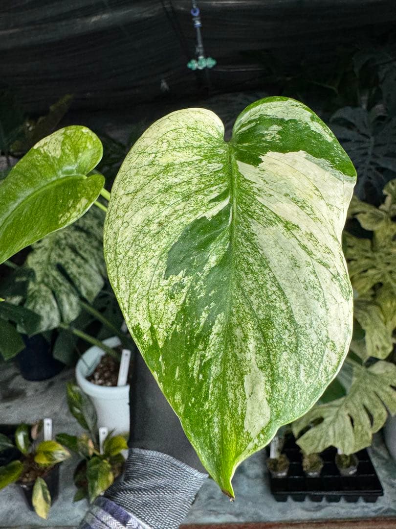 6モンステラ　デリシオーサ　ミントトリカラー　三色斑入り