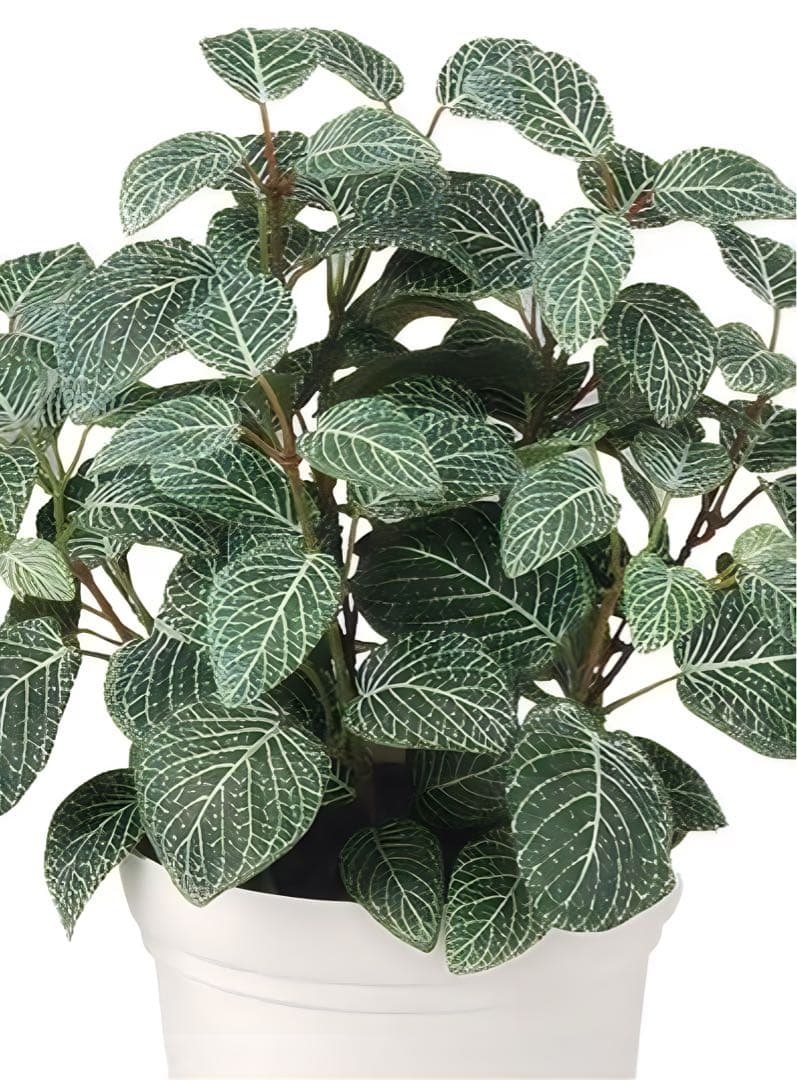 光触媒　人工観葉植物　ウォールグリーン　フェイクグリーン　フィットニア3540