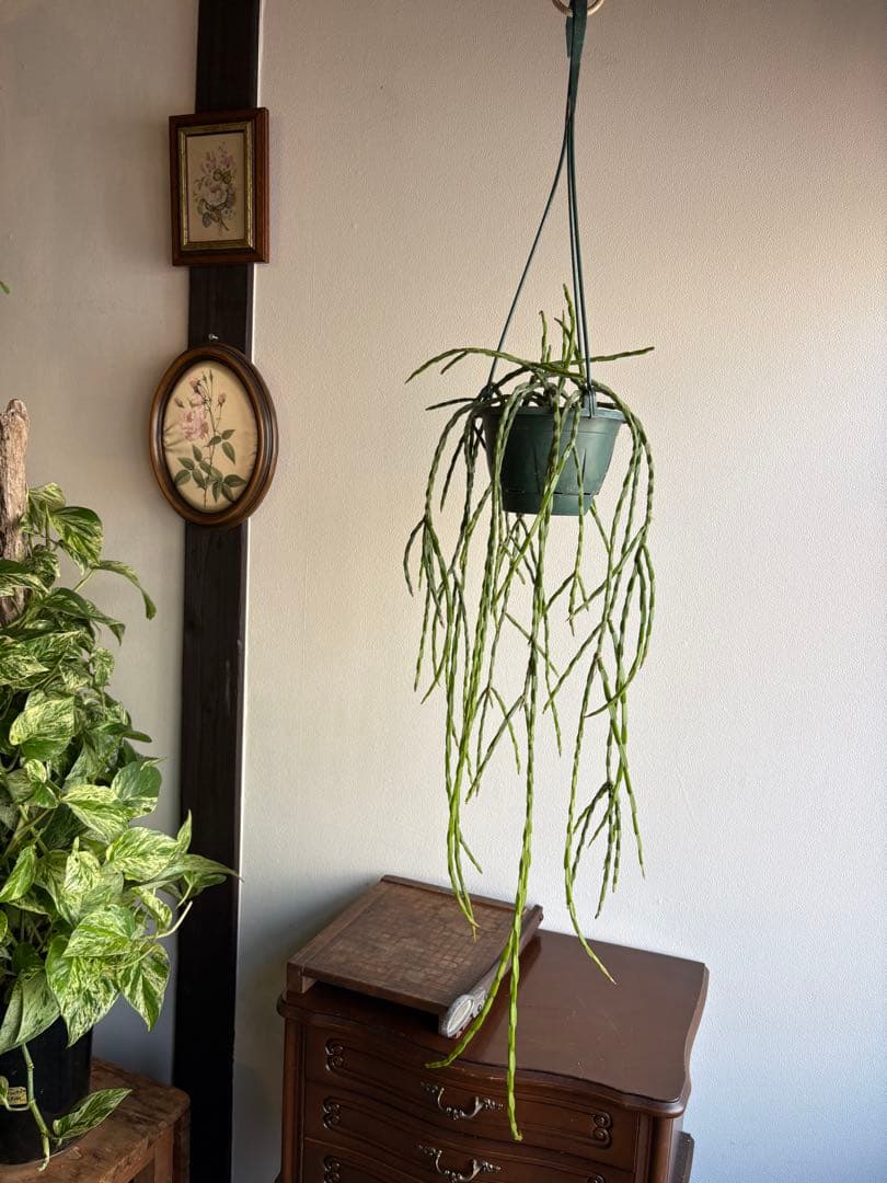 リプサリス パラドクサファイン 5号鉢 ②