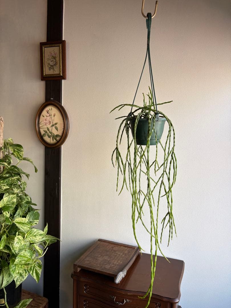 リプサリス パラドクサファイン 5号鉢 ②