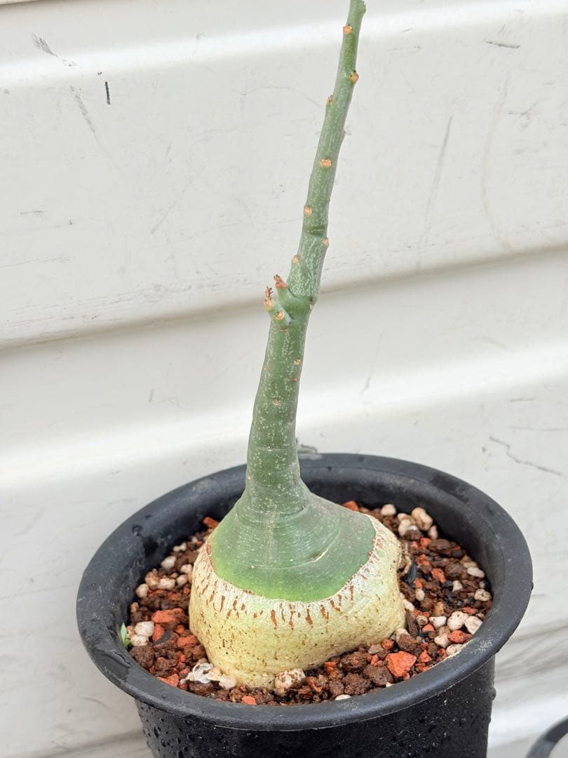 アデニア　グラウカ　国内実生