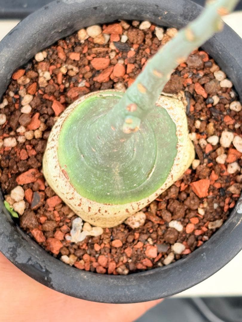 アデニア　グラウカ　国内実生