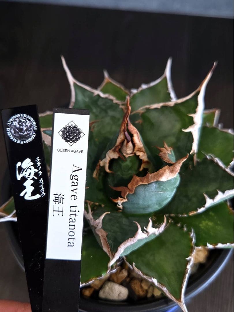 アガベ チタノタ 海王の現品