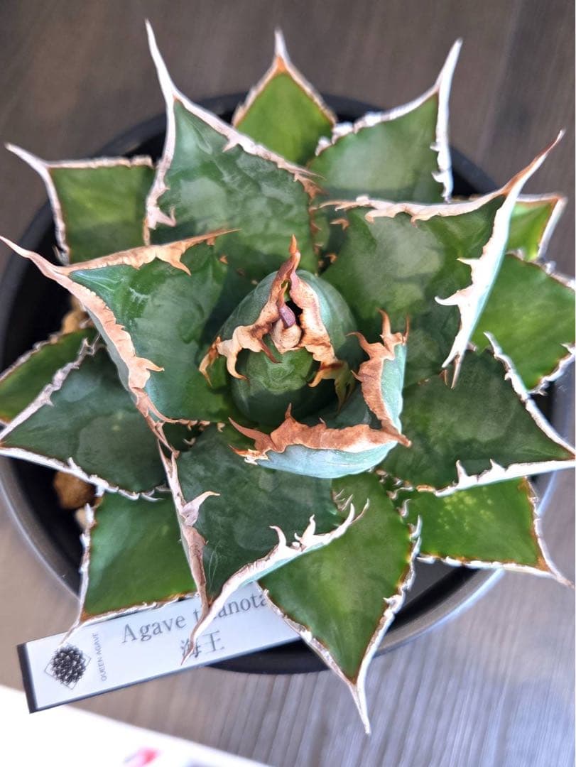 アガベ チタノタ 海王の現品