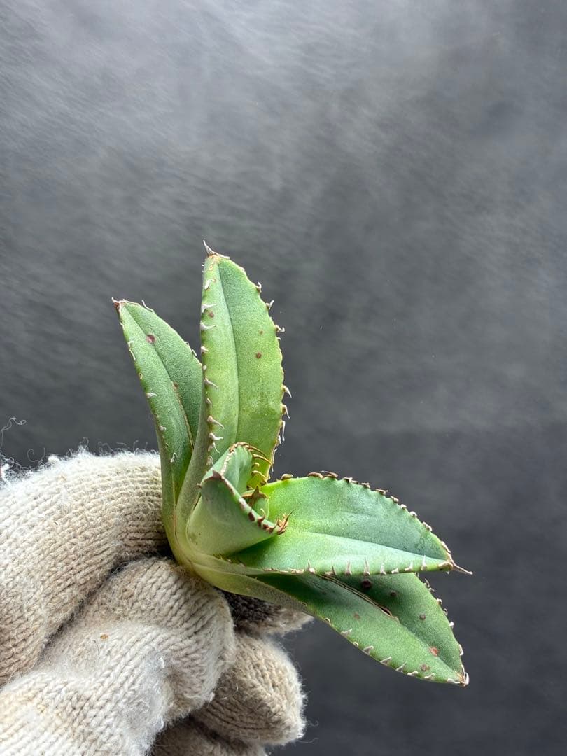 アガベ チタノタ 「追星」超レア種 強背棘 ブツブツ 優良血統子株