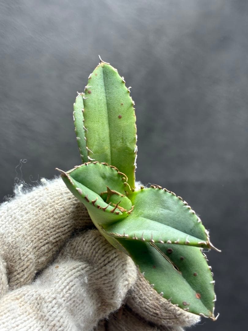 アガベ チタノタ 「追星」超レア種 強背棘 ブツブツ 優良血統子株