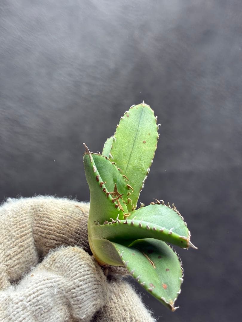 アガベ チタノタ 「追星」超レア種 強背棘 ブツブツ 優良血統子株