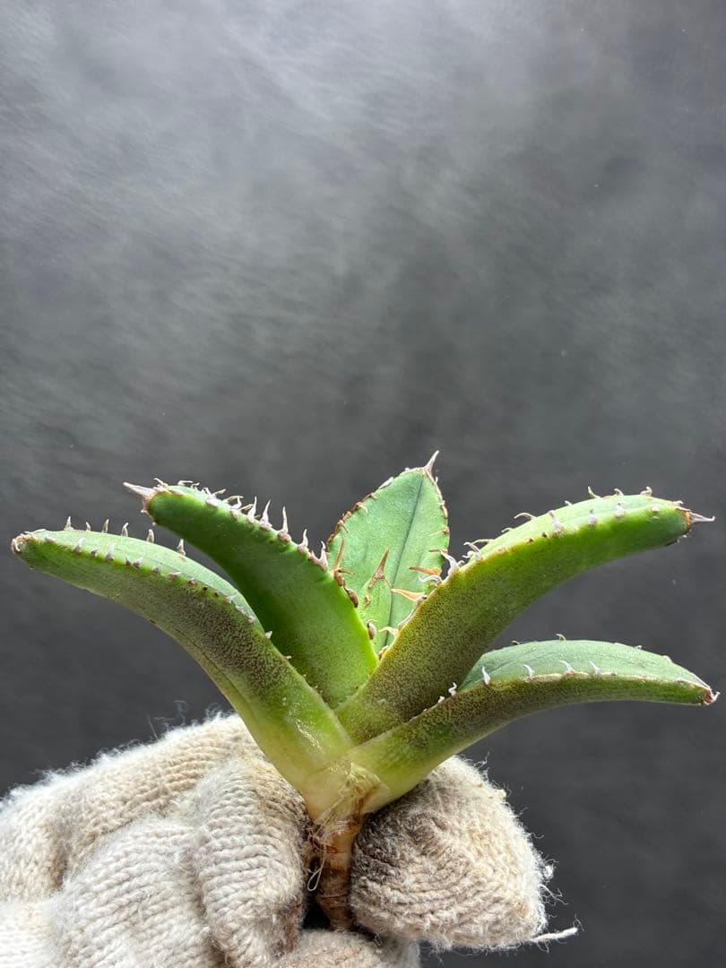 アガベ チタノタ 「追星」超レア種 強背棘 ブツブツ 優良血統子株