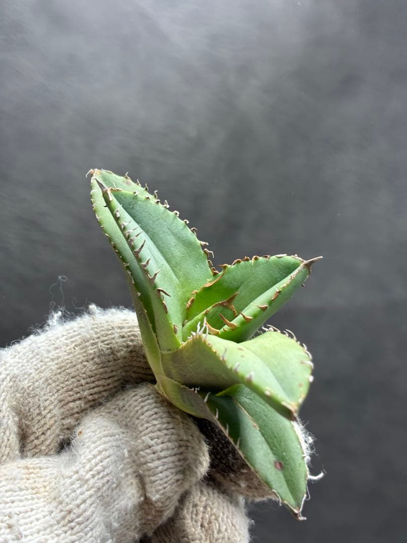 アガベ チタノタ 「追星」超レア種 強背棘 ブツブツ 優良血統子株