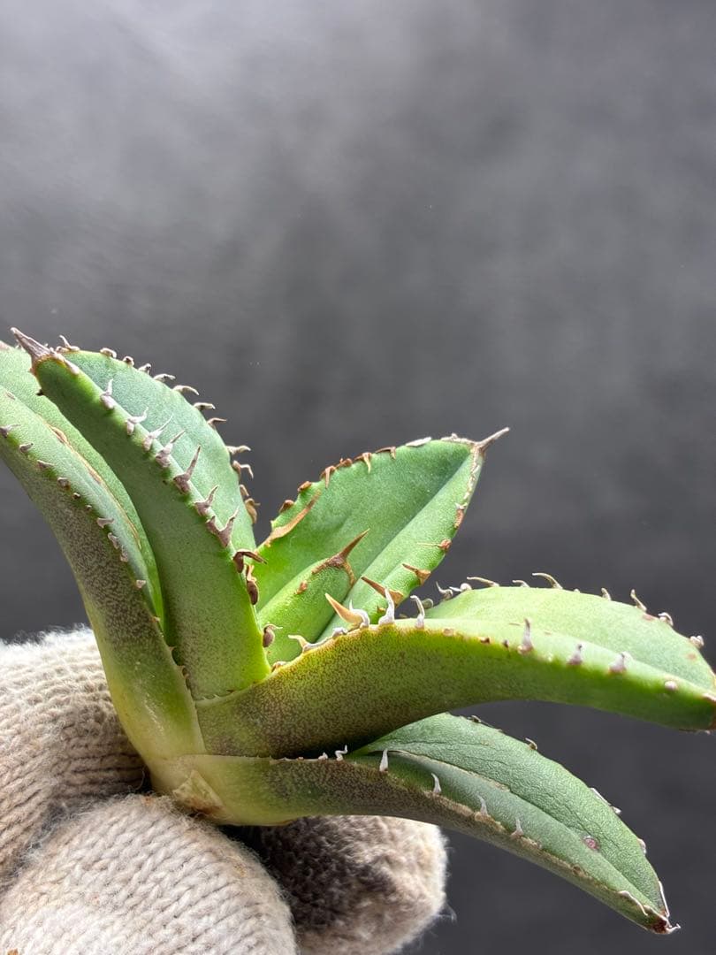 アガベ チタノタ 「追星」超レア種 強背棘 ブツブツ 優良血統子株