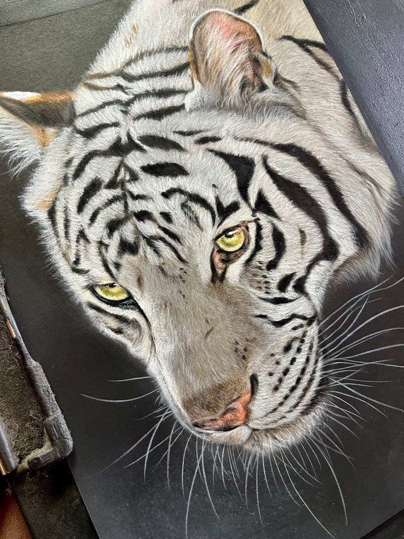 ホワイトタイガー　色鉛筆画