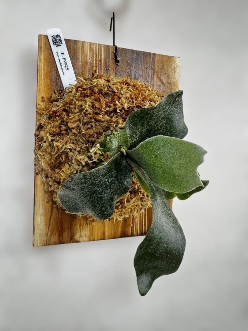 P. FWSQ FW ビカクシダ　OC株　株分　長期養生株