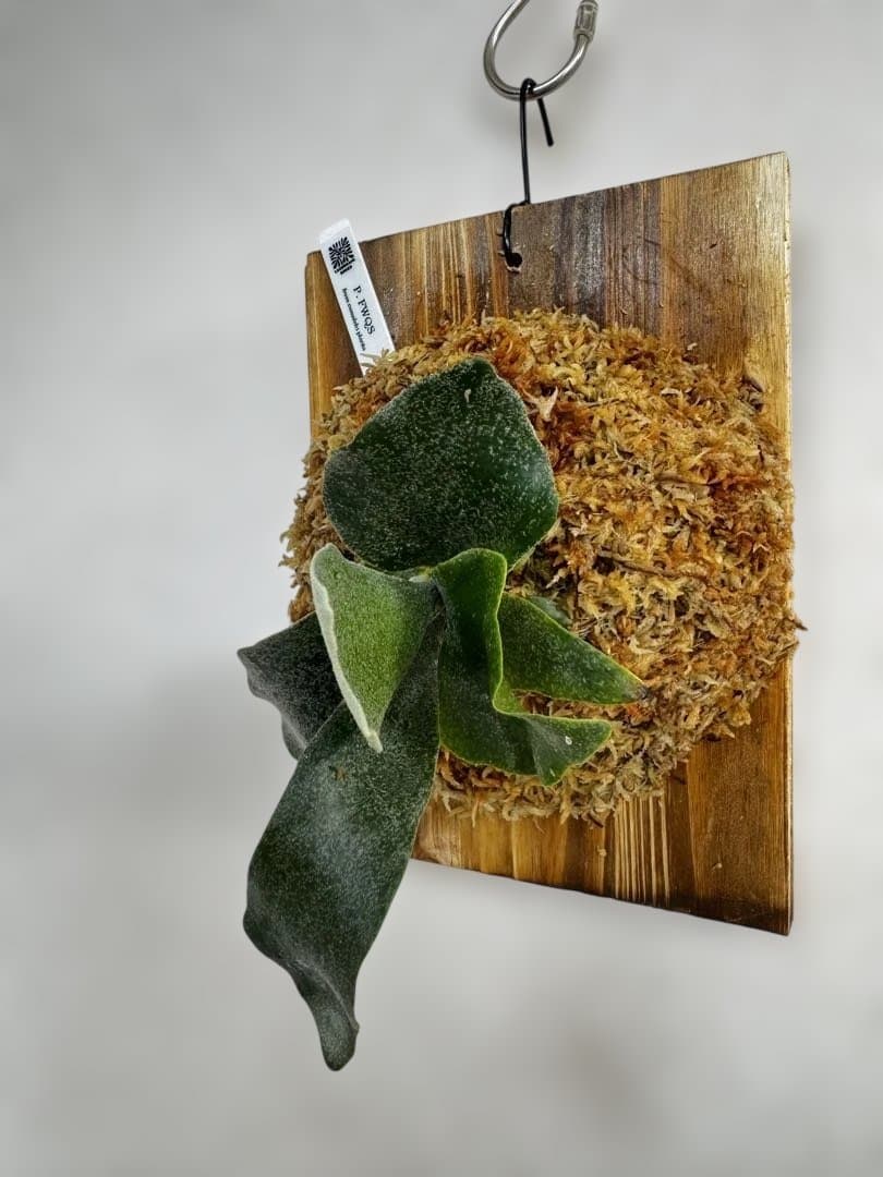 P. FWSQ FW ビカクシダ　OC株　株分　長期養生株