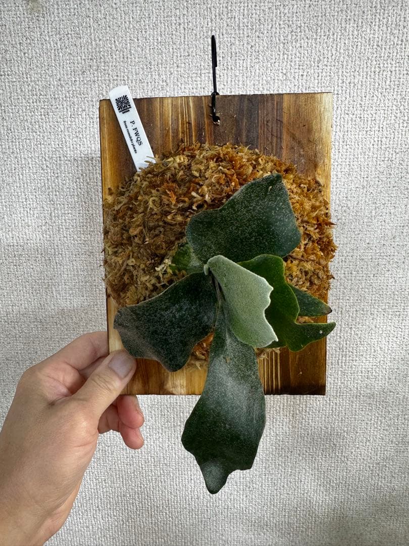 P. FWSQ FW ビカクシダ　OC株　株分　長期養生株