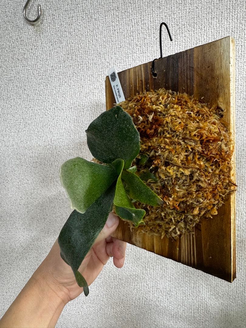 P. FWSQ FW ビカクシダ　OC株　株分　長期養生株