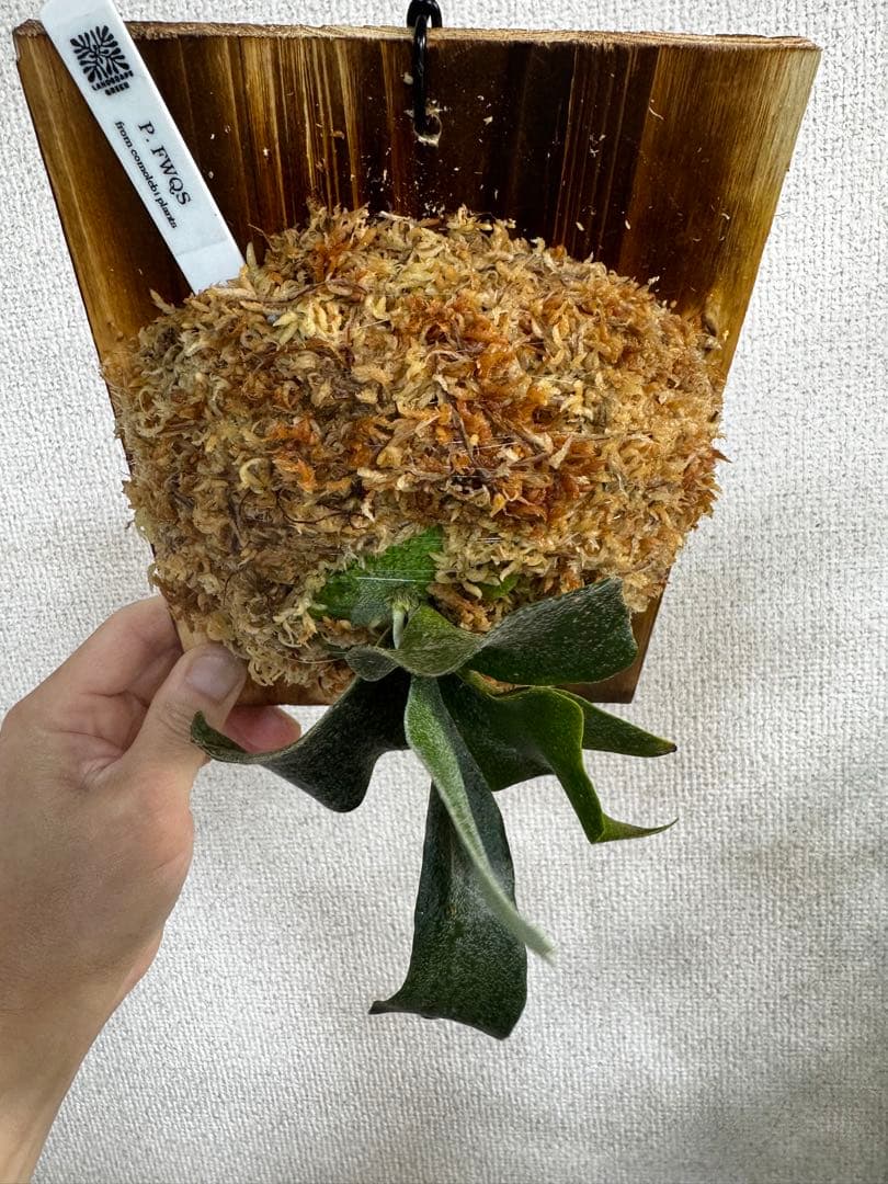 P. FWSQ FW ビカクシダ　OC株　株分　長期養生株