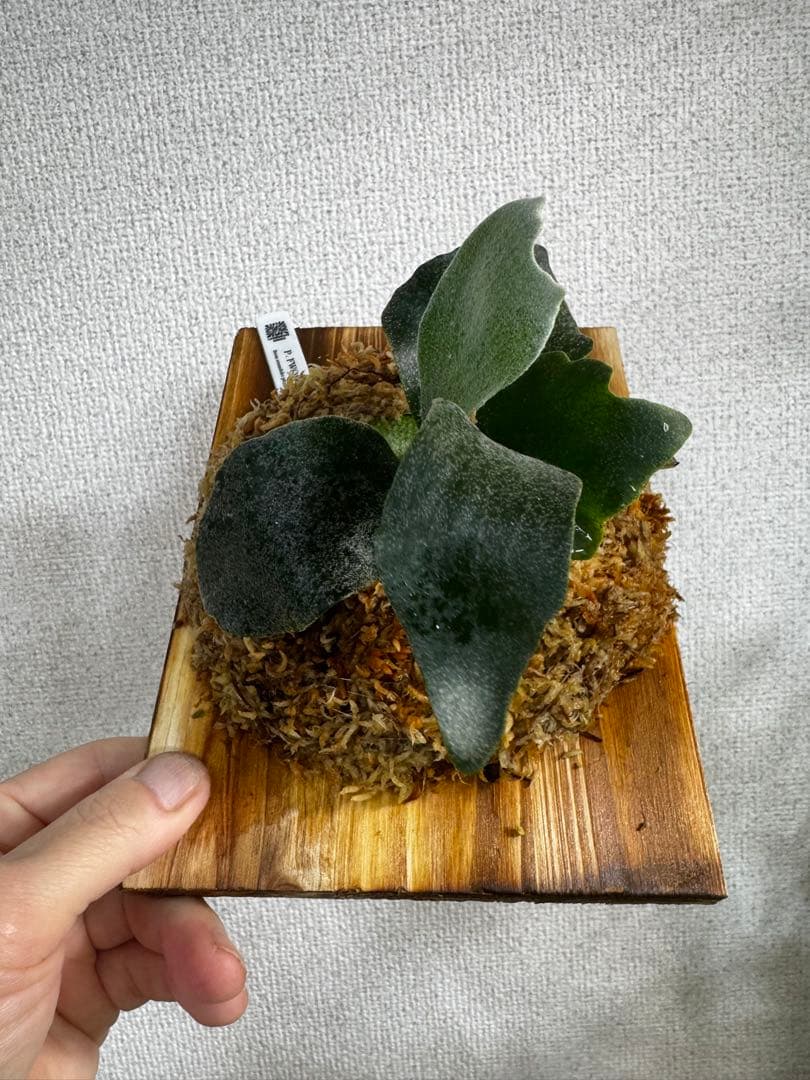 P. FWSQ FW ビカクシダ　OC株　株分　長期養生株