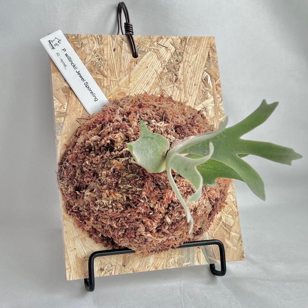 P. willinckii Jewel Sporeling【V07】