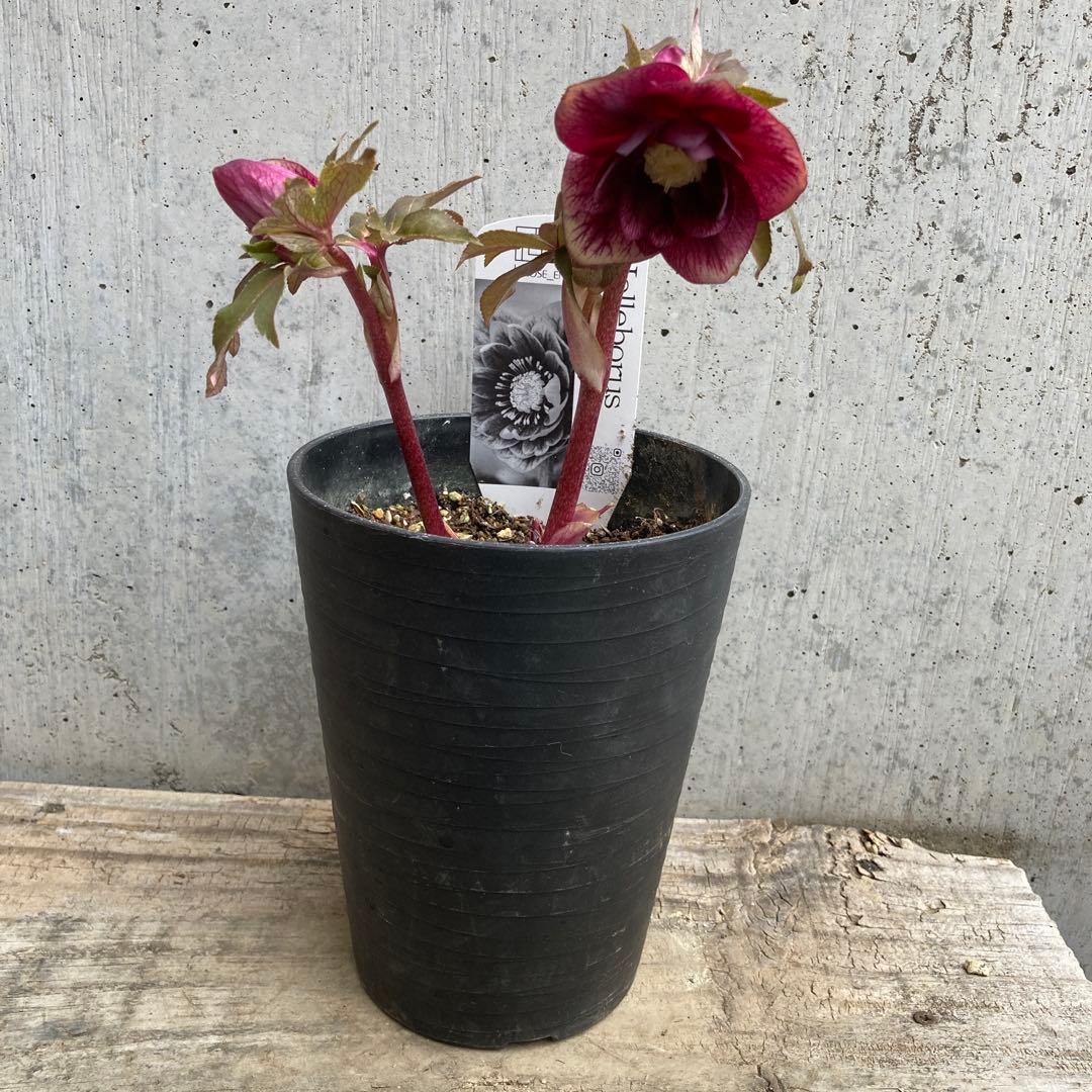 おまとめ3点　✿Dom❤Mia✿プロフ必読✿です。