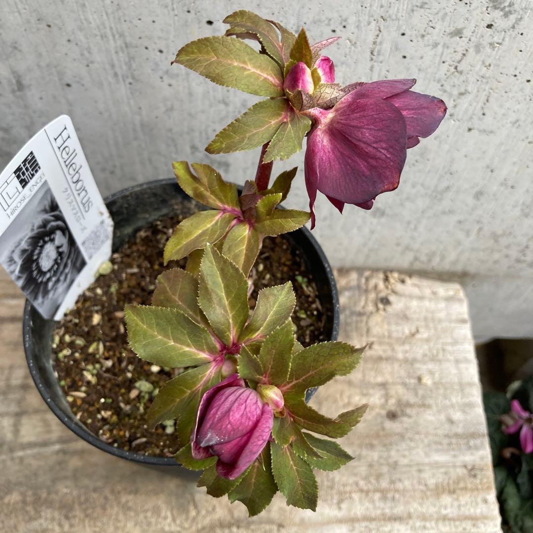 おまとめ3点　✿Dom❤Mia✿プロフ必読✿です。