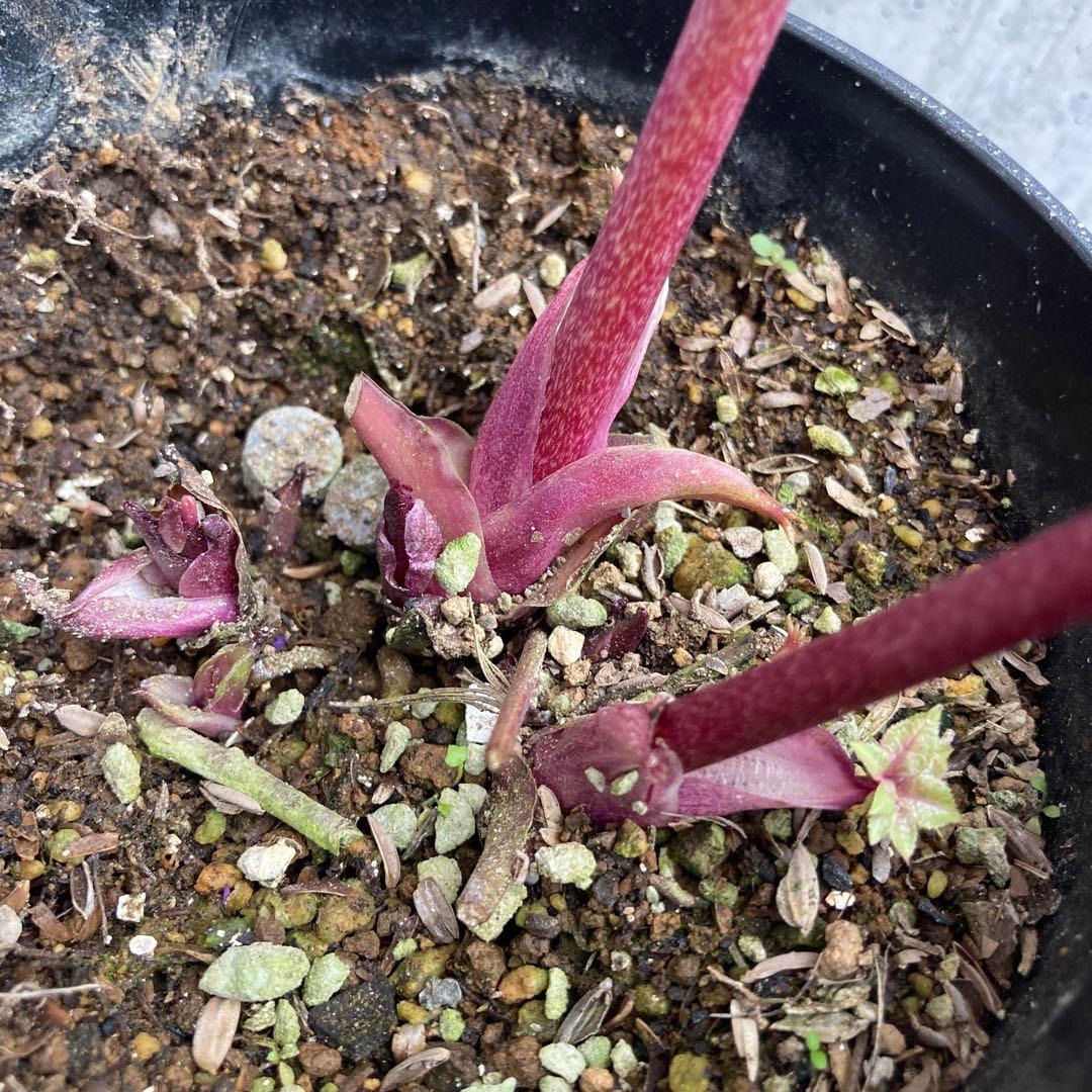 おまとめ3点　✿Dom❤Mia✿プロフ必読✿です。