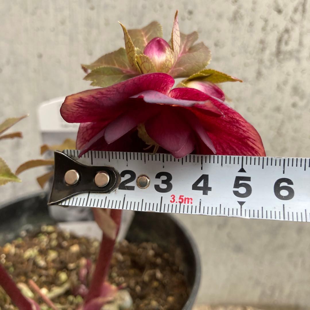 おまとめ3点　✿Dom❤Mia✿プロフ必読✿です。