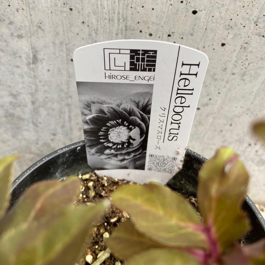 おまとめ3点　✿Dom❤Mia✿プロフ必読✿です。