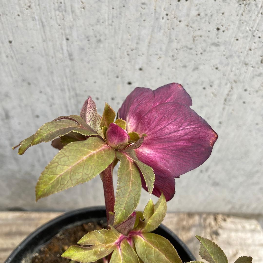 おまとめ3点　✿Dom❤Mia✿プロフ必読✿です。