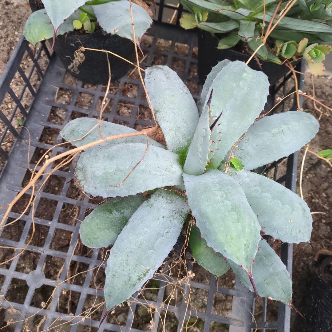 海さん様確認用