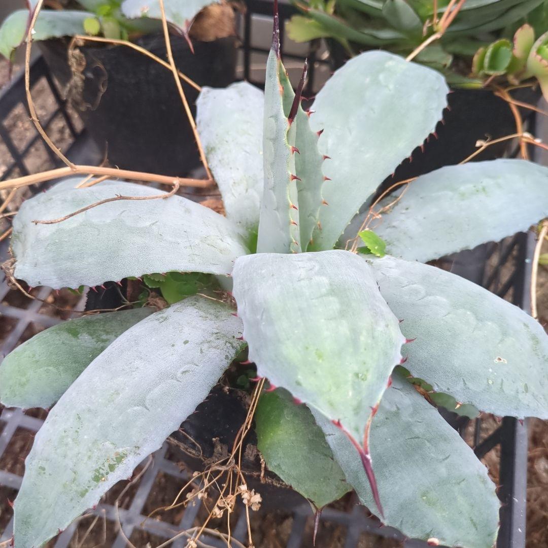 海さん様確認用