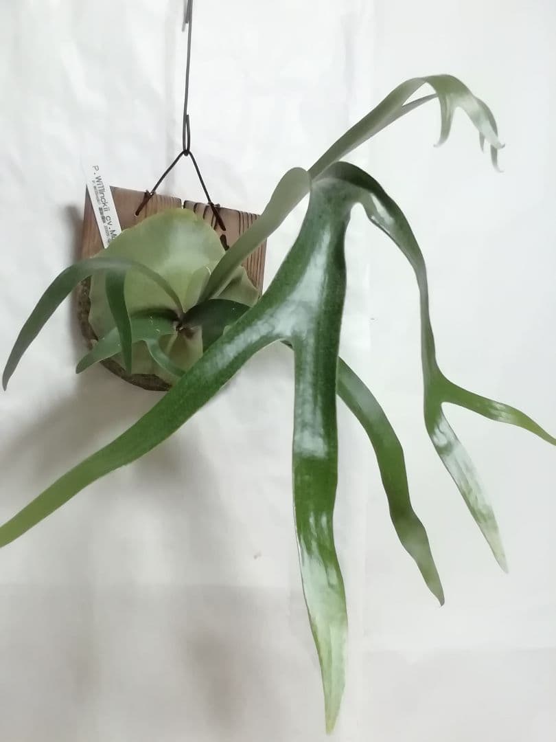 希少株ですが、格好良くて育てやすい　ウイリンキー選抜変異個体株