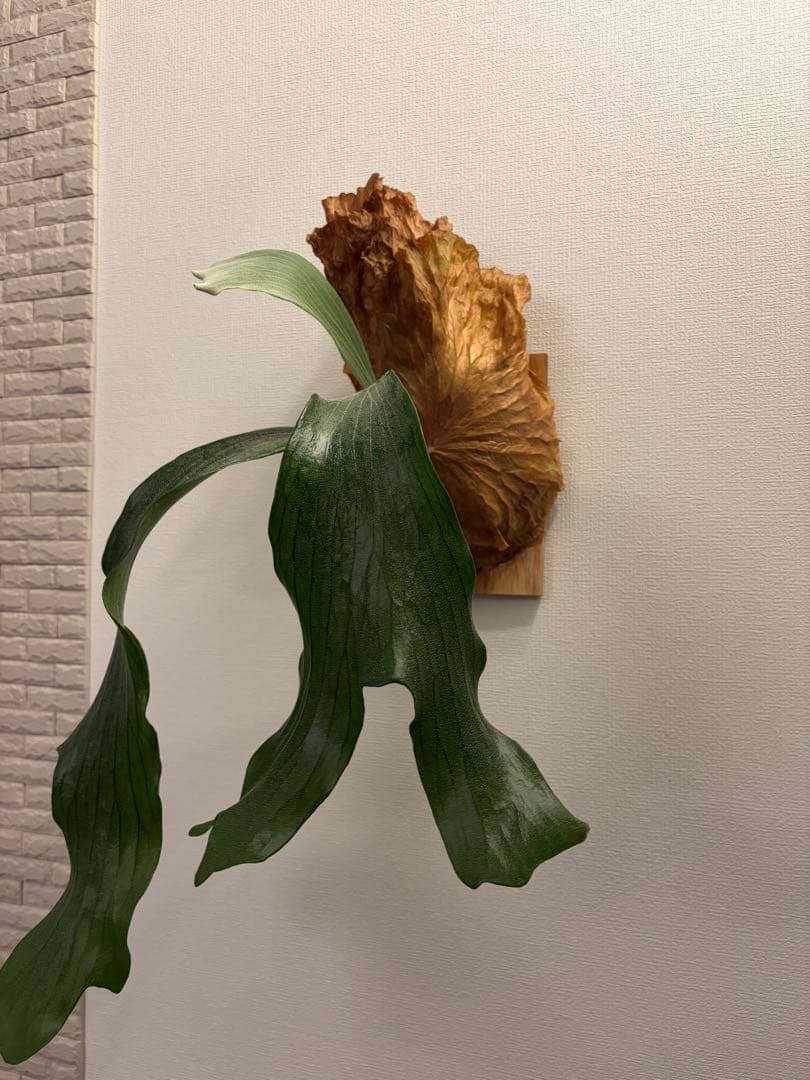 P.Bimaria Mr.chon ビカクシダ 板付