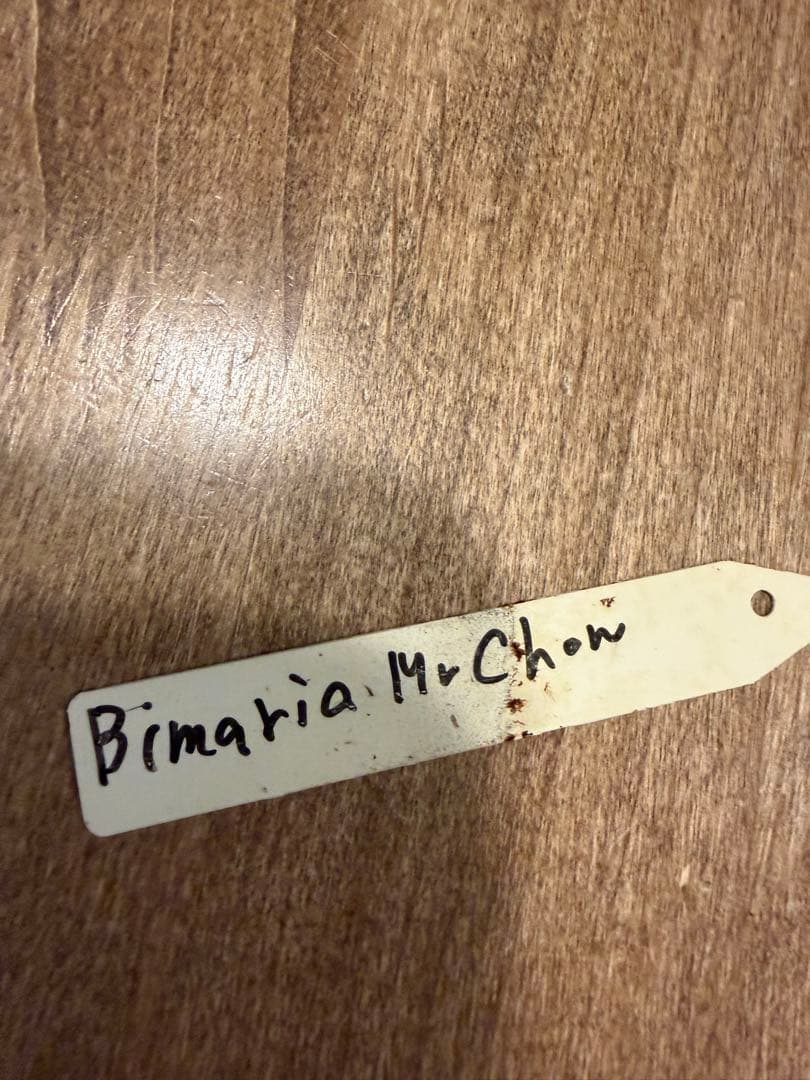 P.Bimaria Mr.chon ビカクシダ 板付