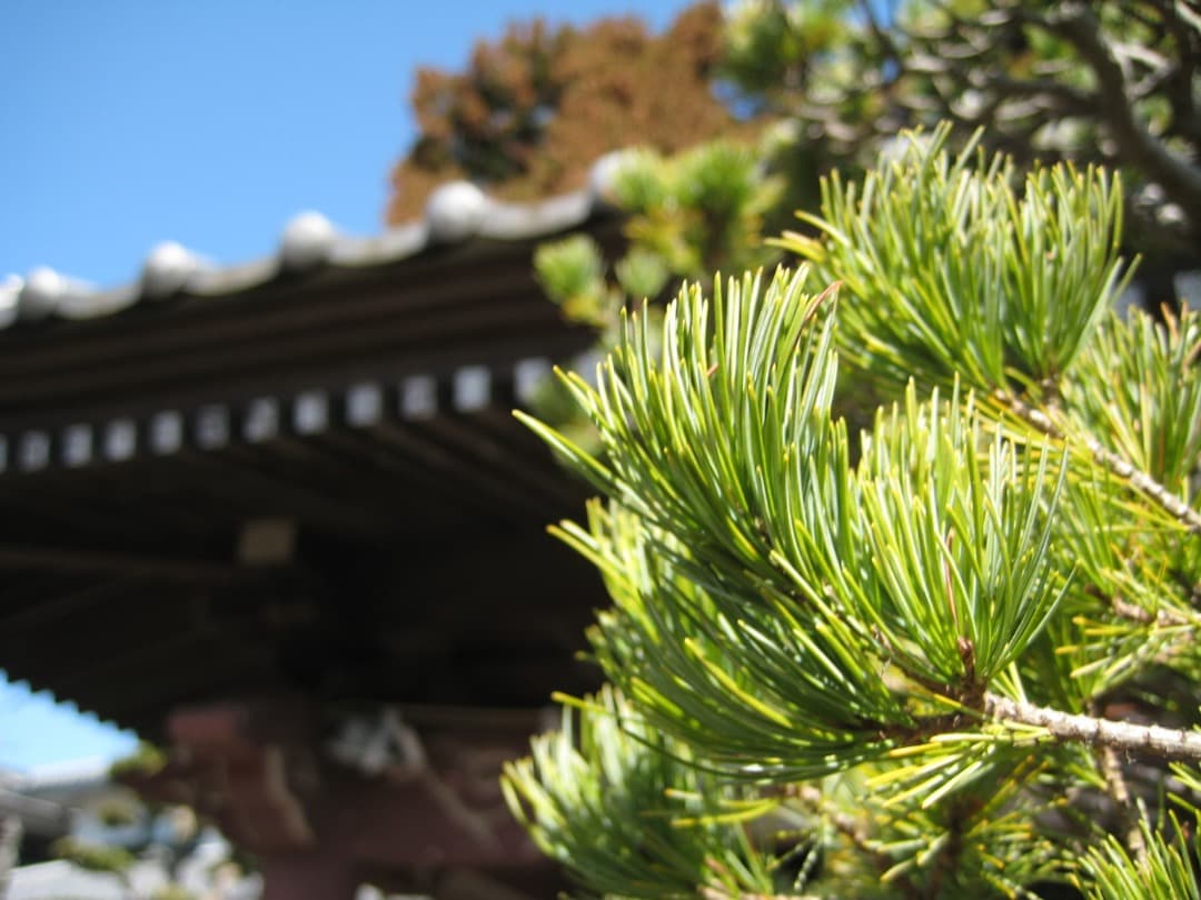 実写美⭕️【動作確認済】Canon キャノン IXY DIGITAL 10