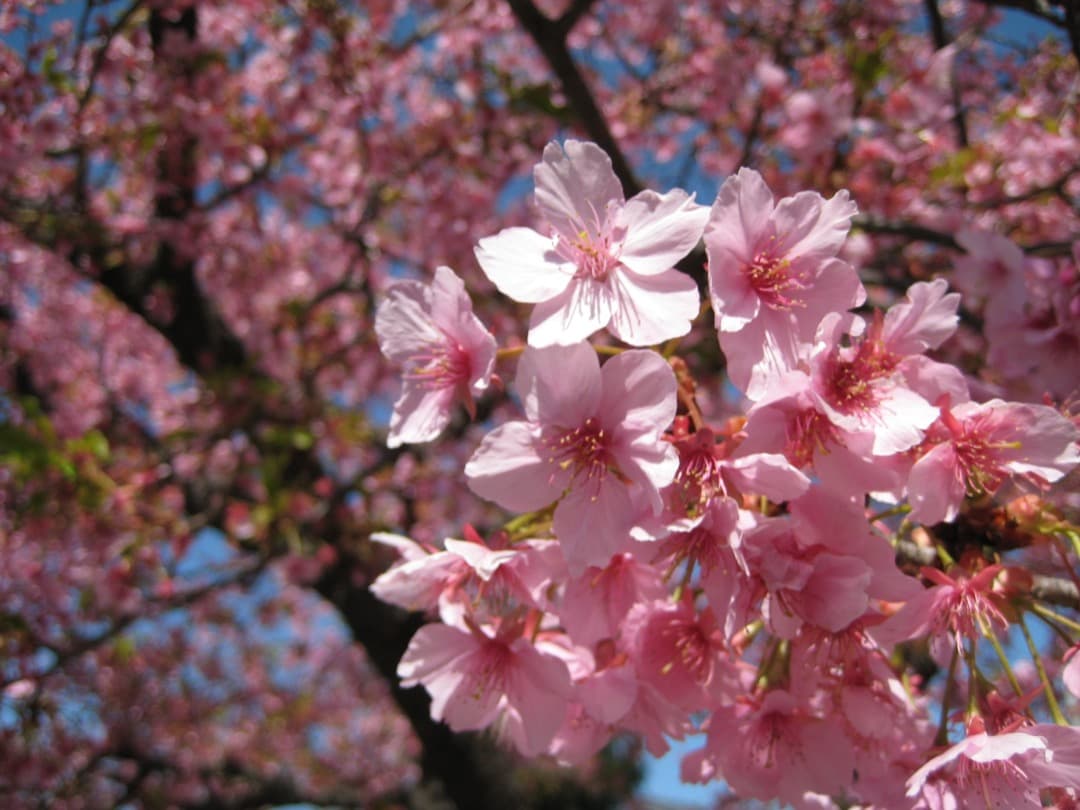 実写美⭕️【動作確認済】Canon キャノン IXY DIGITAL 10