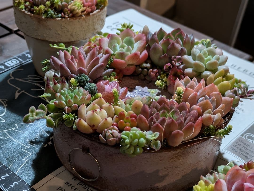 多肉植物 そのまま飾れる寄せ植え豪華5点セット❁⃘*.゜カラフルcute♡♡