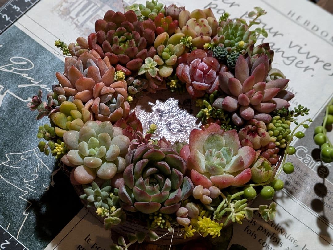 多肉植物 そのまま飾れる寄せ植え豪華5点セット❁⃘*.゜カラフルcute♡♡