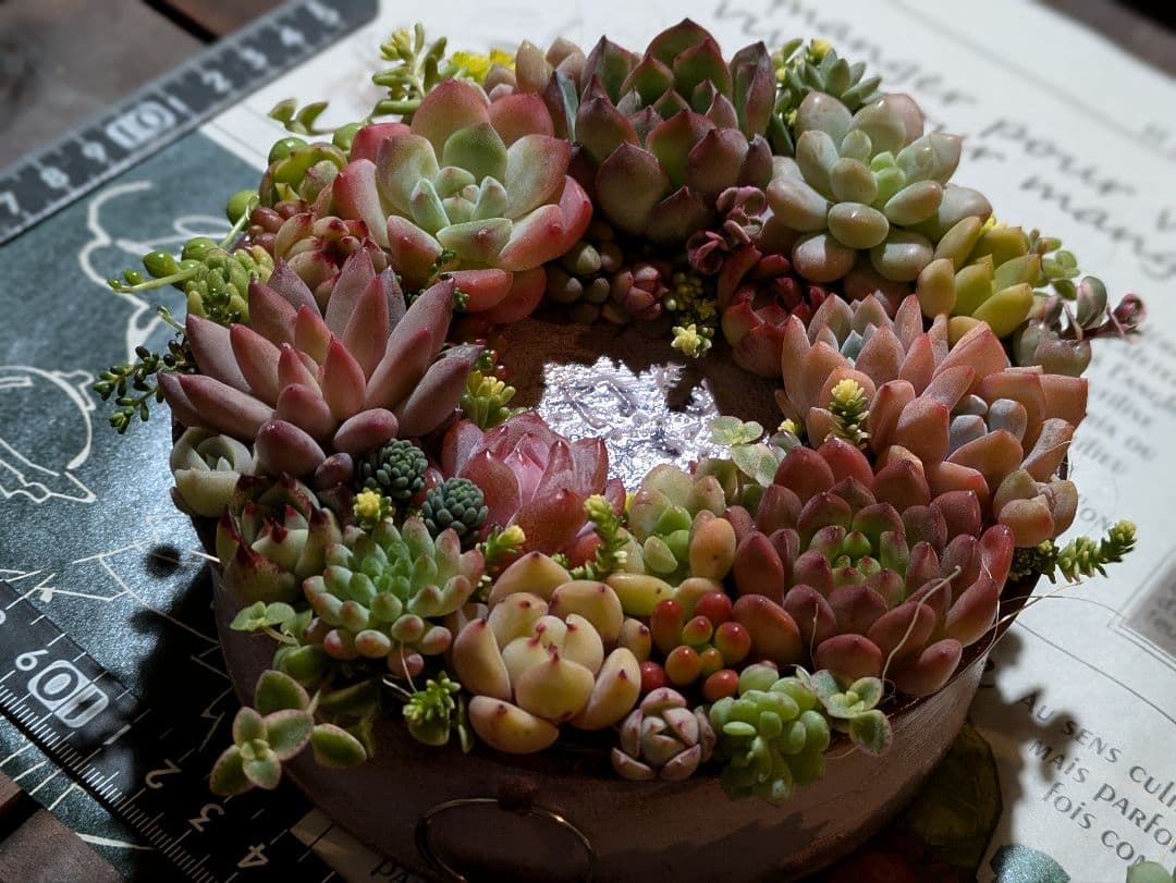 多肉植物 そのまま飾れる寄せ植え豪華5点セット❁⃘*.゜カラフルcute♡♡