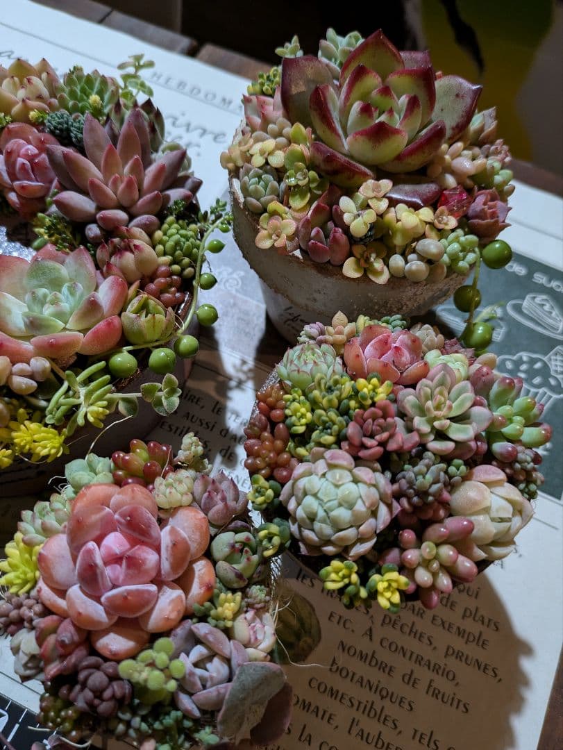 多肉植物 そのまま飾れる寄せ植え豪華5点セット❁⃘*.゜カラフルcute♡♡
