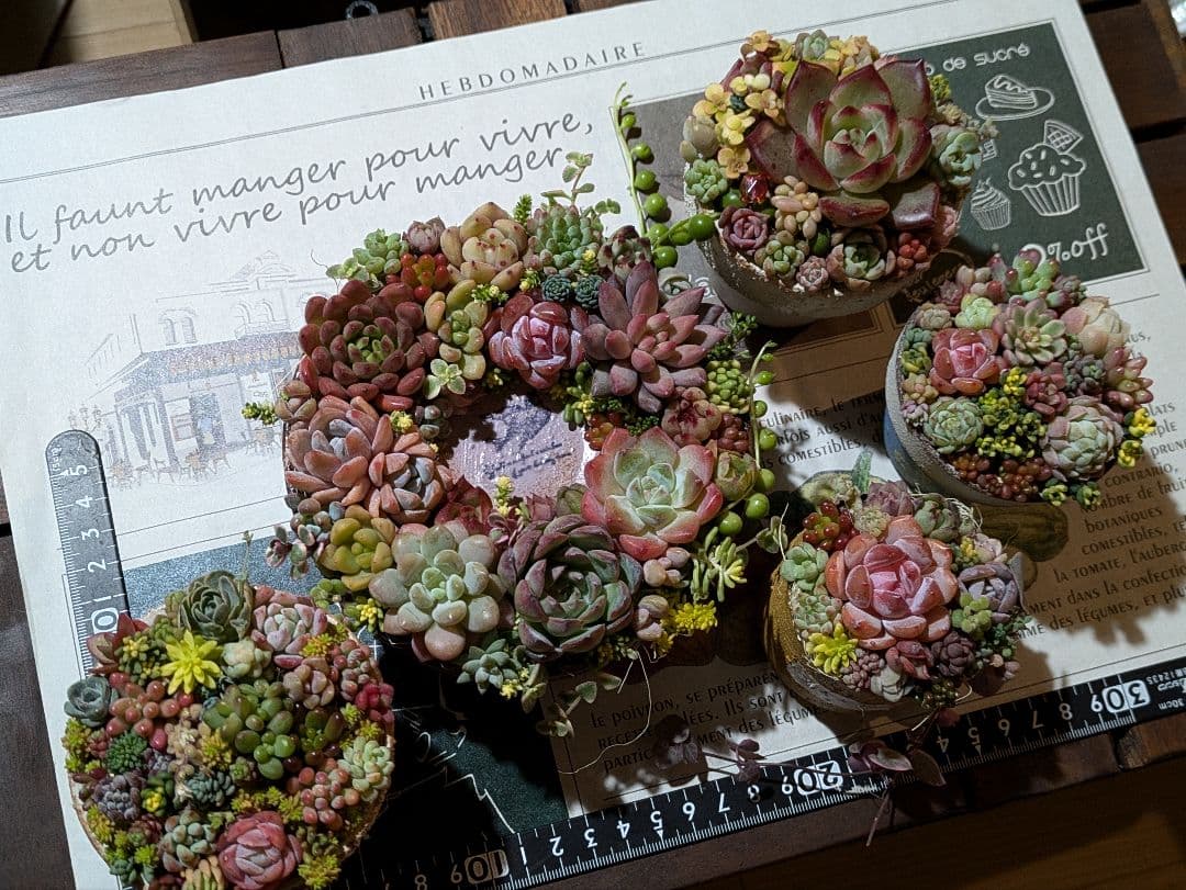 多肉植物 そのまま飾れる寄せ植え豪華5点セット❁⃘*.゜カラフルcute♡♡