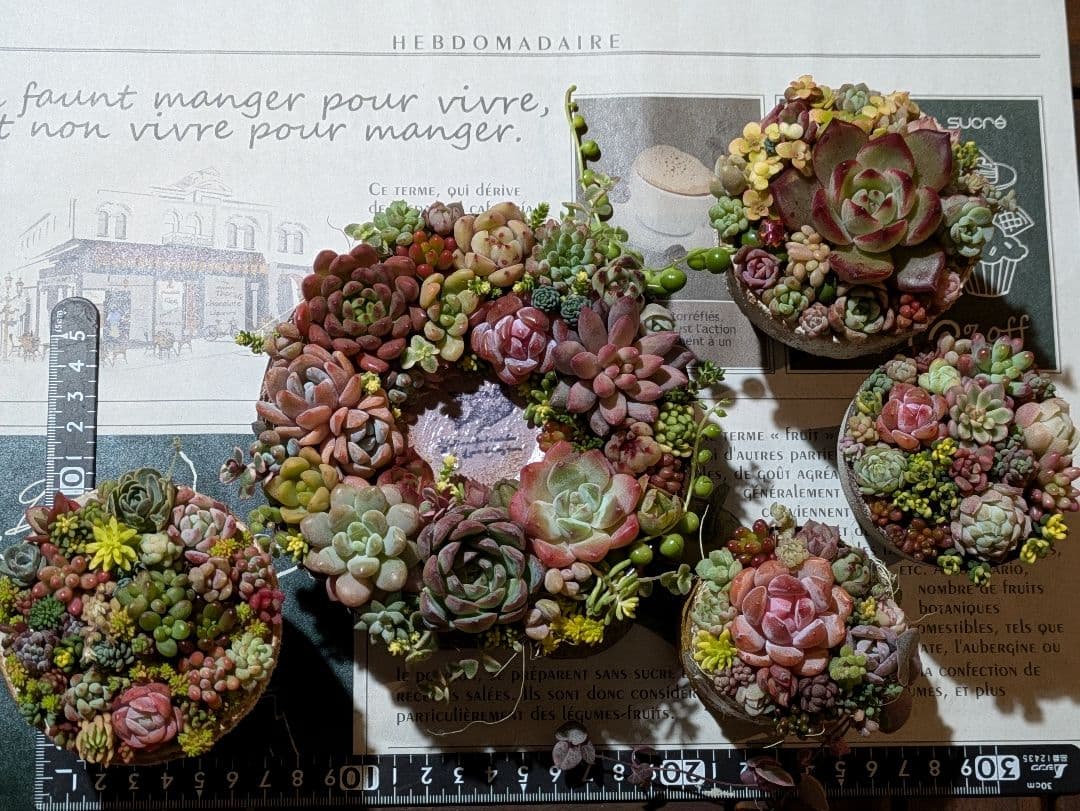 多肉植物 そのまま飾れる寄せ植え豪華5点セット❁⃘*.゜カラフルcute♡♡