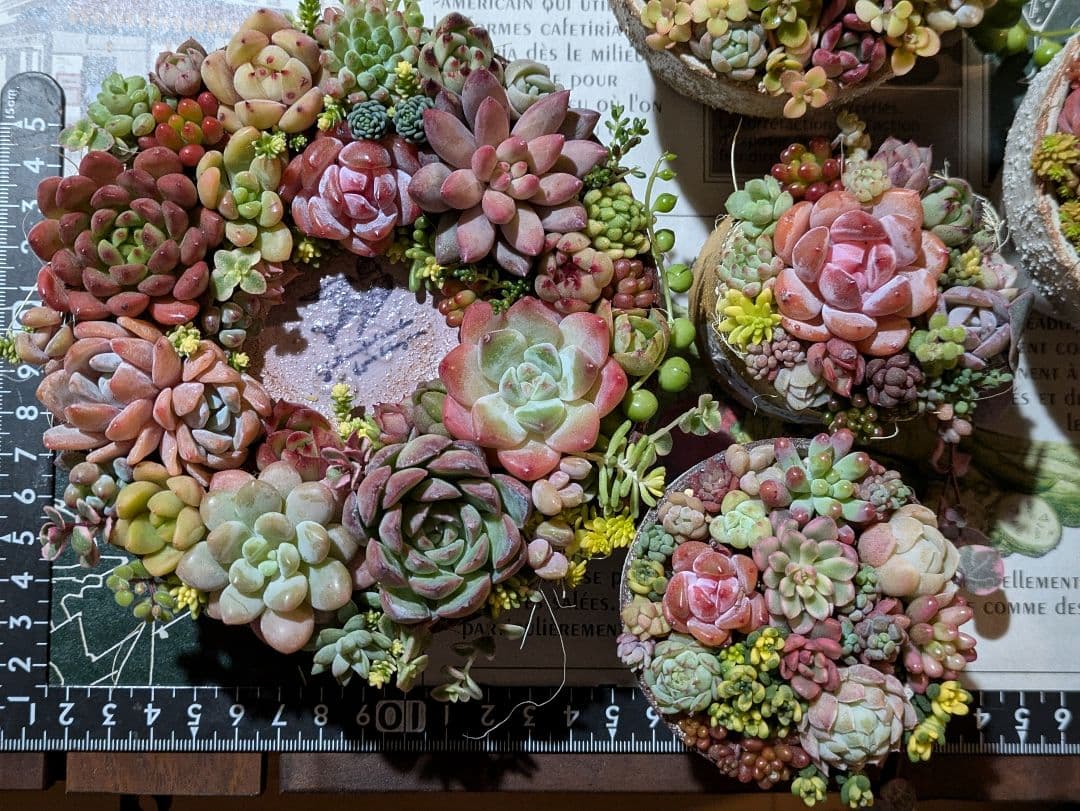 多肉植物 そのまま飾れる寄せ植え豪華5点セット❁⃘*.゜カラフルcute♡♡