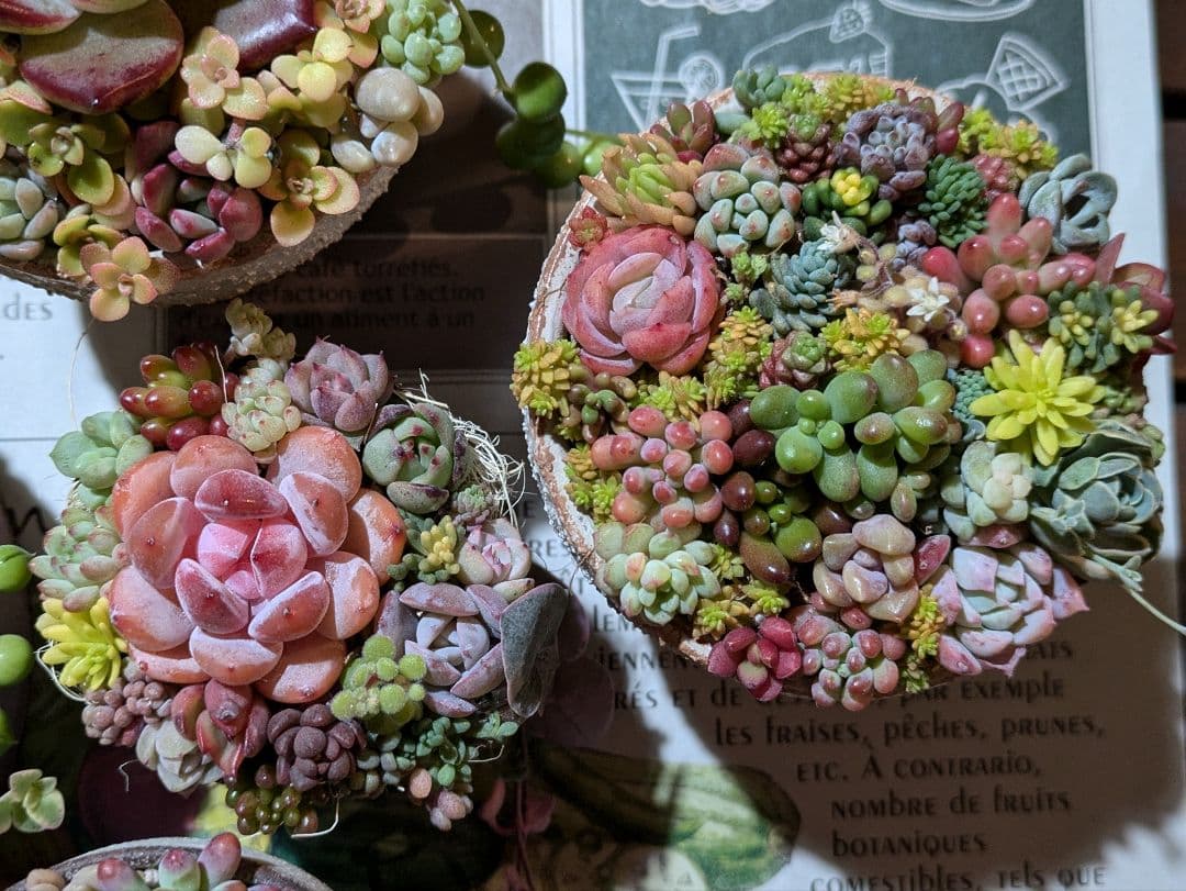 多肉植物 そのまま飾れる寄せ植え豪華5点セット❁⃘*.゜カラフルcute♡♡