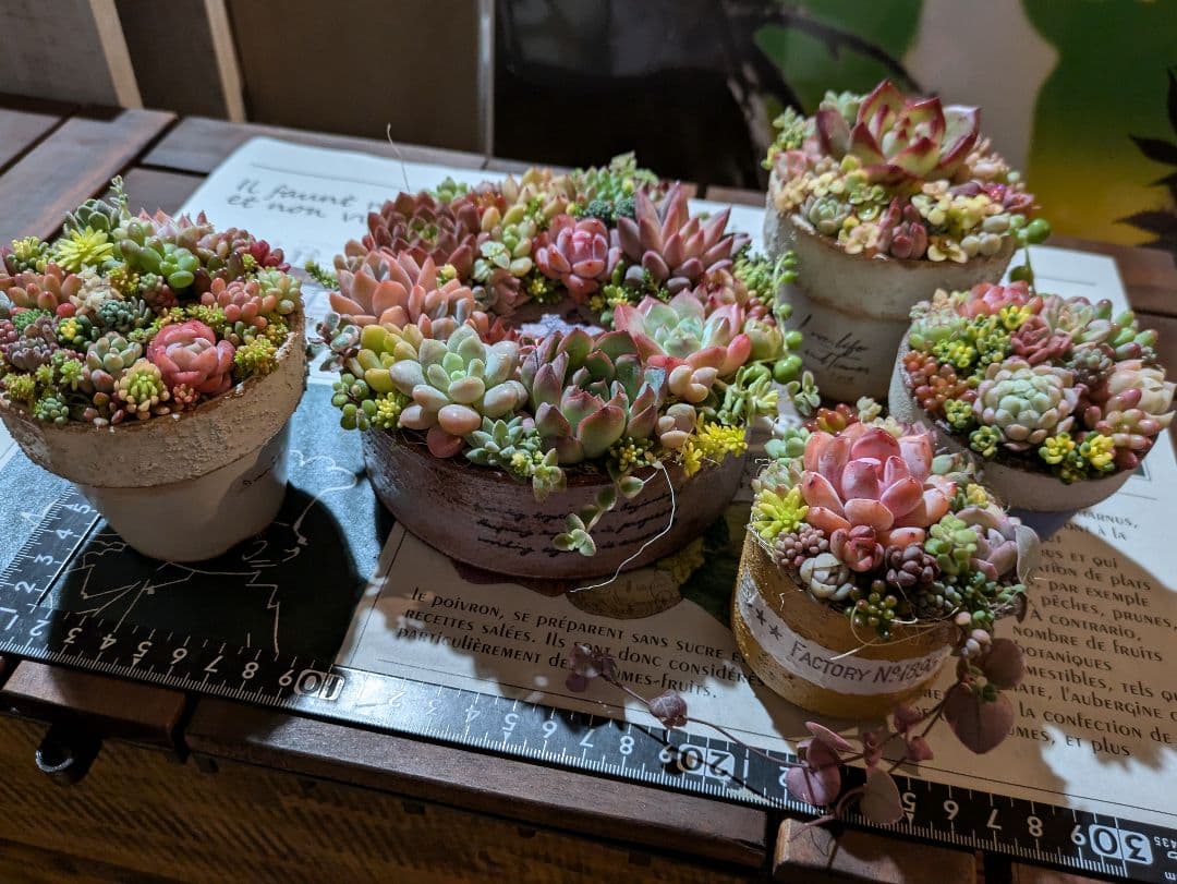 多肉植物 そのまま飾れる寄せ植え豪華5点セット❁⃘*.゜カラフルcute♡♡
