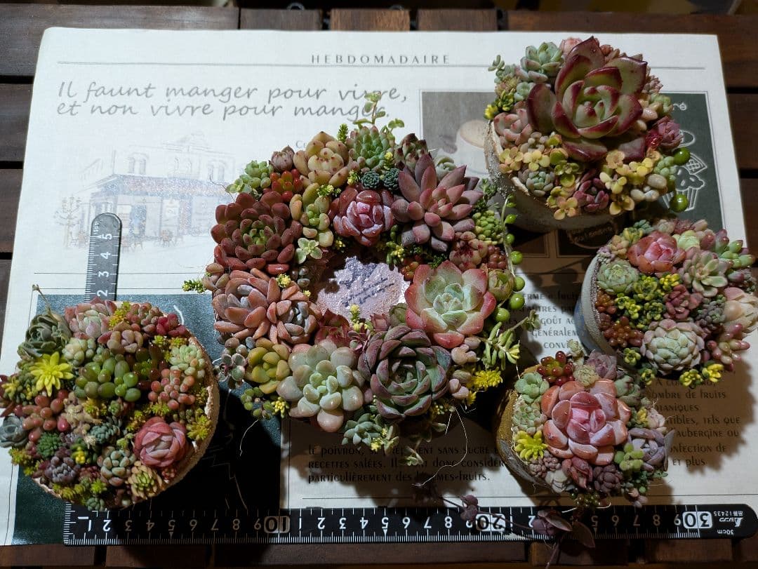 多肉植物 そのまま飾れる寄せ植え豪華5点セット❁⃘*.゜カラフルcute♡♡