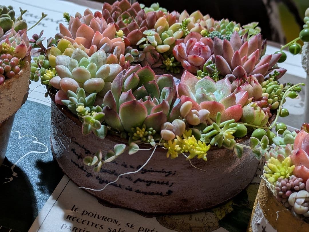 多肉植物 そのまま飾れる寄せ植え豪華5点セット❁⃘*.゜カラフルcute♡♡