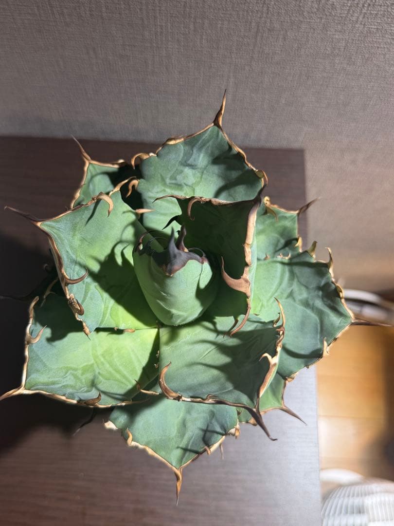 アガベ チタノタ ハデス 親株